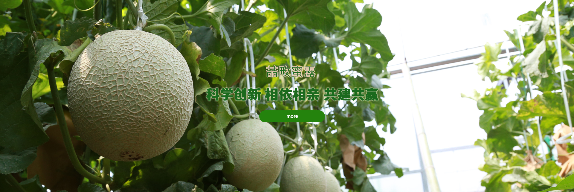头玩电脑版下载